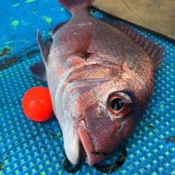 太平丸 釣果