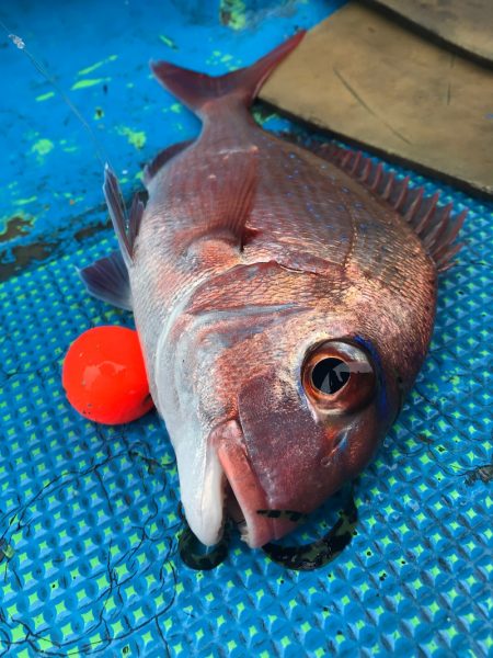 太平丸 釣果