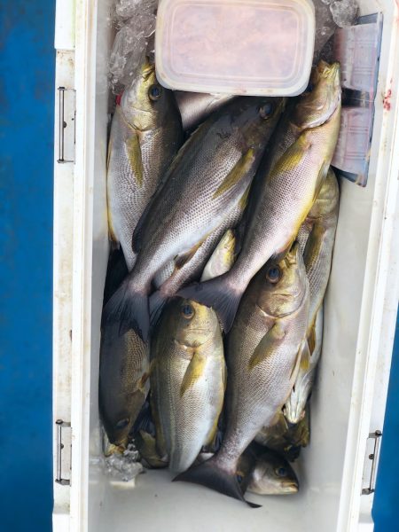 丸万釣船 釣果