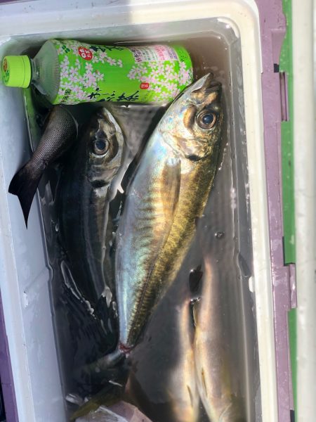 丸万釣船 釣果