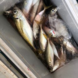 ヤザワ渡船 釣果