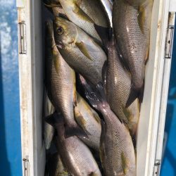 丸万釣船 釣果