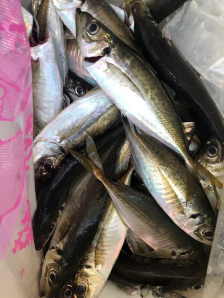 ヤザワ渡船 釣果