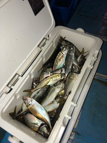 ヤザワ渡船 釣果