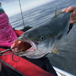 渡船屋たにぐち 釣果