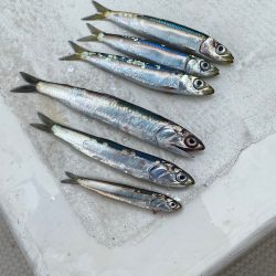 釣人家 釣果