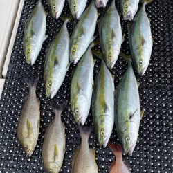 釣人家 釣果