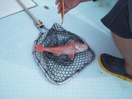 ひな丸 釣果