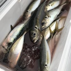 もと明丸 釣果