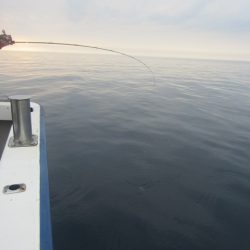 ジギング船 BLUEWATER 釣果