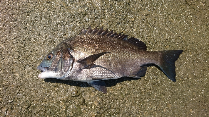 ヘチ釣り