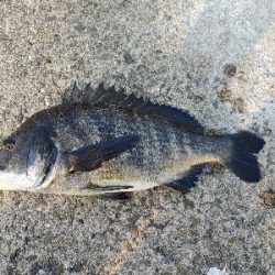 チヌ狙いでヘチ釣り