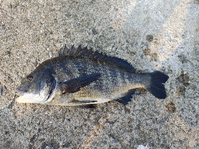 チヌ狙いでヘチ釣り