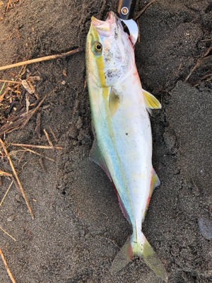 イナダくんこんにちは 神奈川 柳島海岸 ショアジギング ツバス ワカシ 陸っぱり 釣り 魚釣り 釣果情報サイト カンパリ