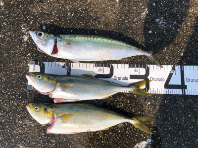 沖堤防の青物はこれから