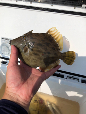 毎投当たりあり！沖の北　カワハギ爆釣果