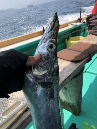 泉州丸さんでタチウオ