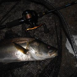 真夏の夜の釣り