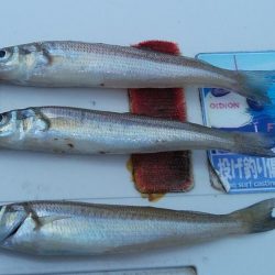 キスが釣れない播磨新島