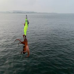 タコ釣り、カモメ大橋とコスモで