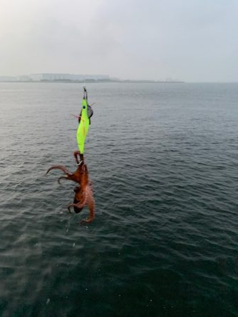 タコ釣り、カモメ大橋とコスモで