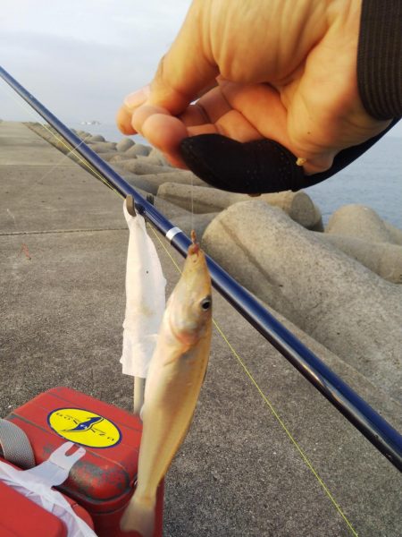 たつの市苅屋でキス釣り