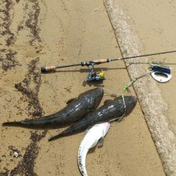 天橋立 マゴチ 陸っぱり 釣り 魚釣り 釣果情報サイト カンパリ