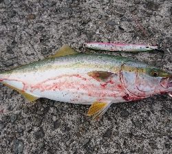 結局ツバスしか釣れなかった