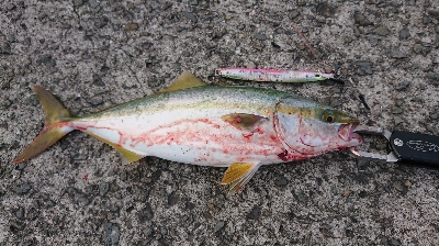 結局ツバスしか釣れなかった