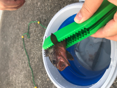 豆アジ・小鯖がポツポツと