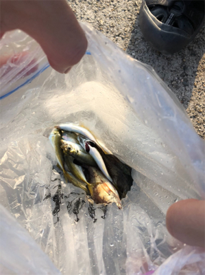 サビキの釣果