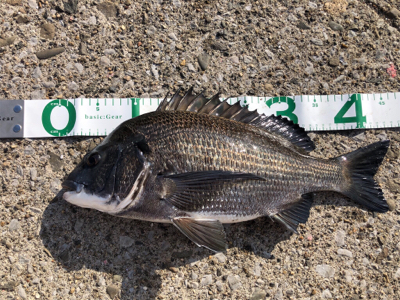 【ヘチ釣り】三重県霞埠頭にて良型チヌ2尾