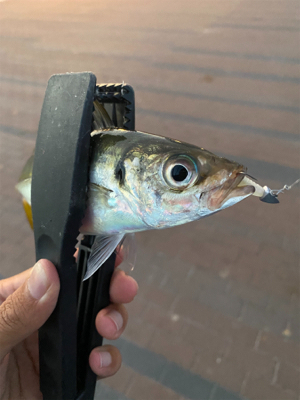 アジング釣れるやん‼︎