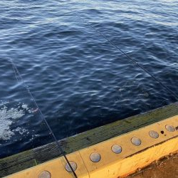 中アジまずまず、イワシ入れ食い