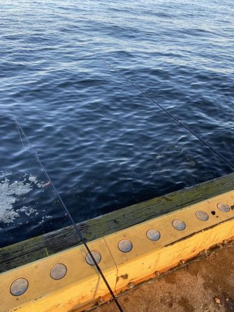 中アジまずまず、イワシ入れ食い