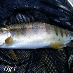 禁漁期目前の揖保川でアマゴ釣り