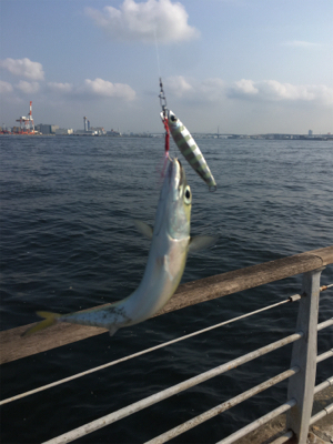 鯖は再び釣れるように。。。