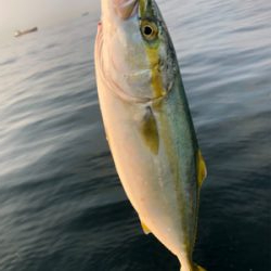 沖堤防の青物はこれから