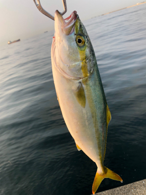 沖堤防の青物はこれから