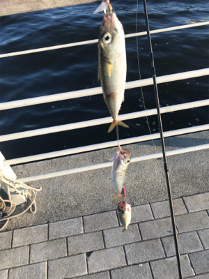 庭の釣果