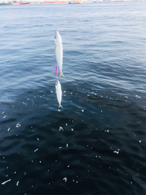 庭の釣果