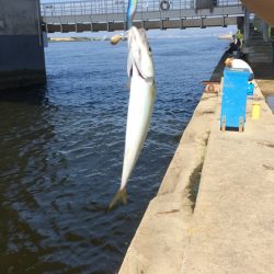 舞洲の釣り