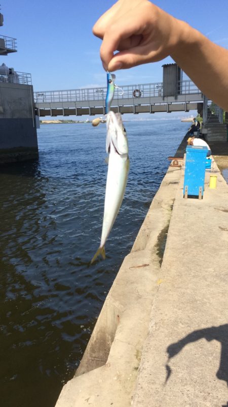 舞洲の釣り