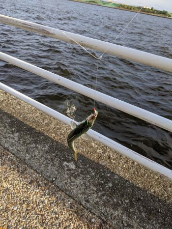 先週の日曜と同じ状況の舞洲