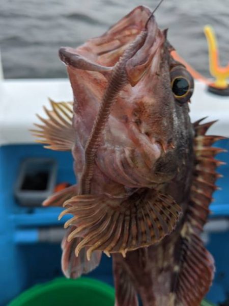 深川吉野屋で夜カサゴ釣り