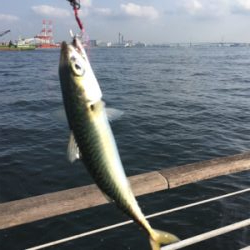 鯖は再び釣れるように。。。