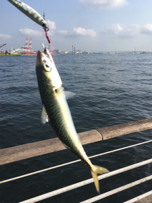 鯖は再び釣れるように。。。