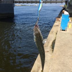 舞洲の釣り