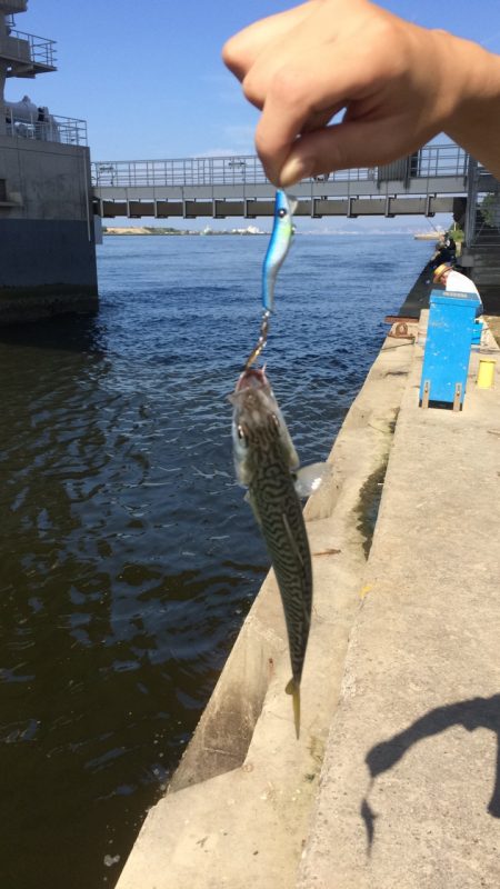 舞洲の釣り