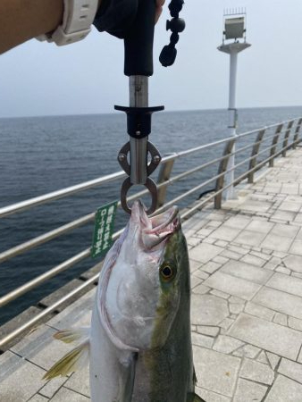 げき渋の中なんとか一本